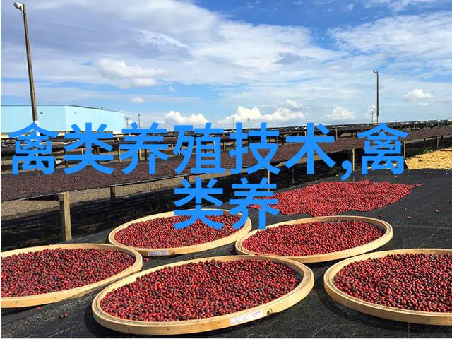鹅肥肝的加工