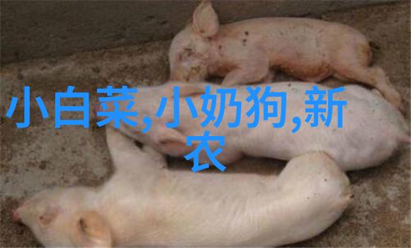 稠喂猪长得快