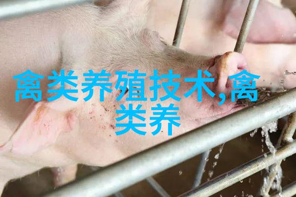 鹅的选种技术