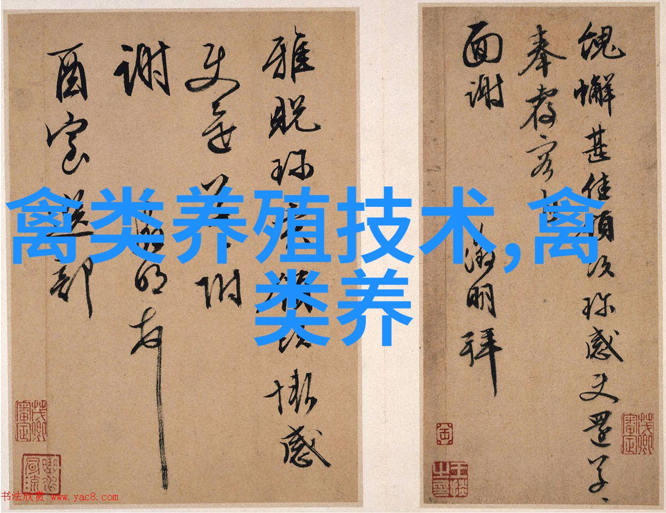黑龙江培育出飞禽新品种鹅雁
